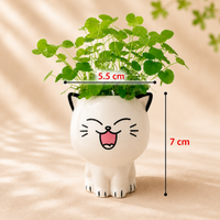 Medidas del KittyPot: 7 cm de alto x 5.5 cm de ancho